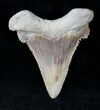 Beautiful Palaeocarcharodon Fossil Shark Tooth - #19785-1